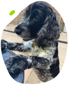 Clare's Mito Mission - Clare's dog Lucy