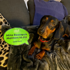 Marvin the Dachshund, Leeds