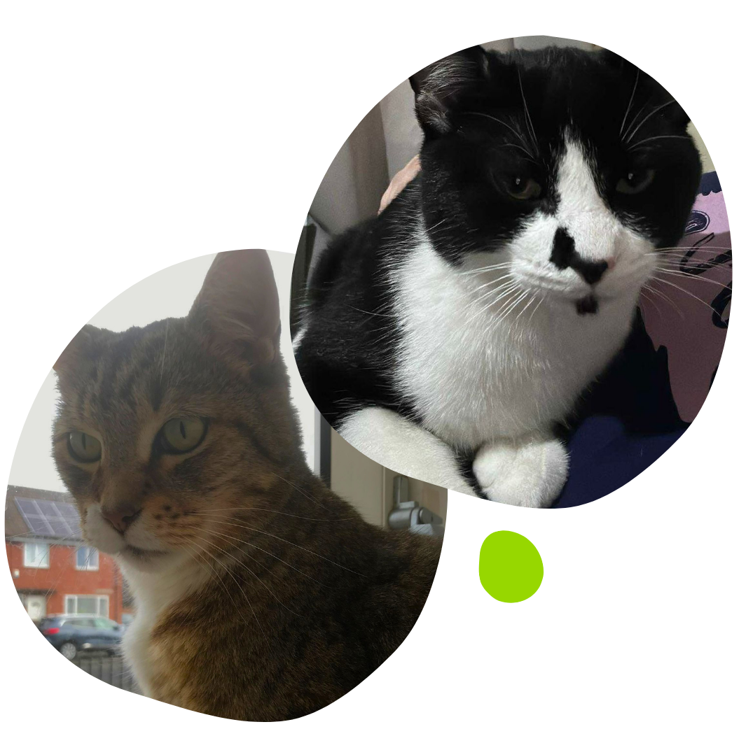 Hazel's cats